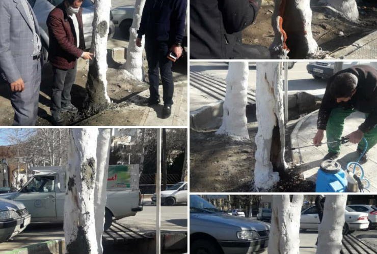 ترمیم و پانسمان درختان آسیب دیده در شهر کرمانشاه