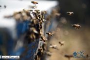 پديده گرد و غبار تأثير مستقيم بر كاهش توليد عسل دارد/ تعداد ۳۷۸۱ زنبورستان در کرمانشاه