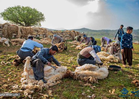 گزارش تصویری – پشم چینی گوسفندان عشایر «برینه» – کرمانشاه