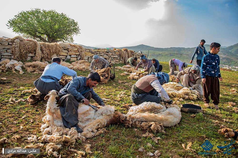 گزارش تصویری – پشم چینی گوسفندان عشایر «برینه» – کرمانشاه