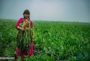 پیش بینی تولید ۹۰ هزار تن چغندرقند پاییزه در مناطق گرمسیری استان کرمانشاه
