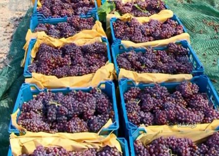 برداشت انگور یاقوتی در سطح ۳۹۰ هکتار از تاکستان‌های بارور شهرستان گیلانغرب