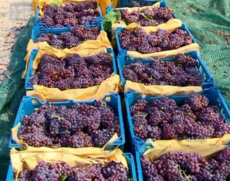 برداشت انگور یاقوتی در سطح ۳۹۰ هکتار از تاکستان‌های بارور شهرستان گیلانغرب