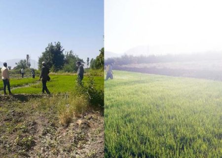 امحاء و معدوم سازی 17خزانه برنج از توابع بخش بیستون