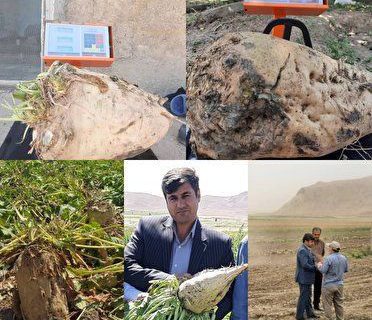 تولید سنگین‌ترین چغندر کشور در سرپل‌ذهاب