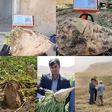 تولید سنگین‌ترین چغندر کشور در سرپل‌ذهاب