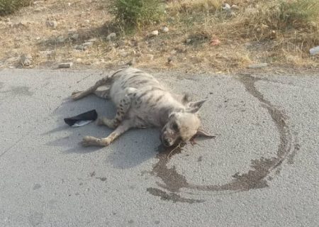 تلف شدن یک قلاده کفتار در سرپل ذهاب