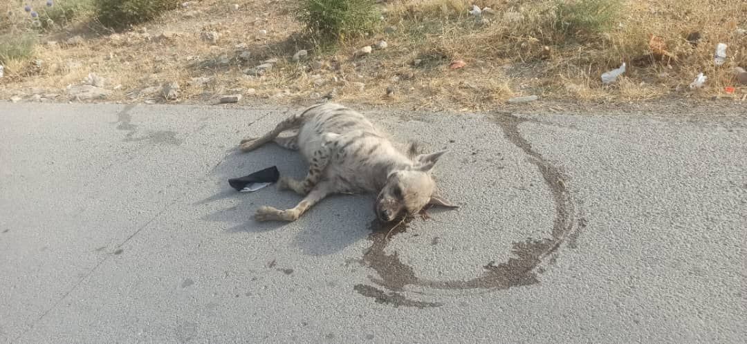 تلف شدن یک قلاده کفتار در سرپل ذهاب