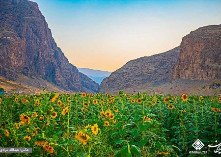 گل‌های افتابگردان دینور- کرمانشاه