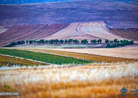 سازمان جهاد کشاورزی استان کرمانشاه ،رتبه نخست اجرای طرح جهش تولید در دیمزارها را از آن خود کرد