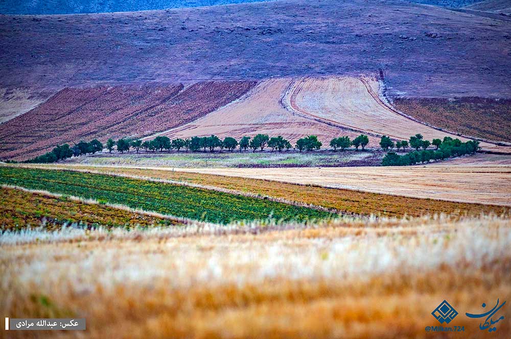 سازمان جهاد کشاورزی استان کرمانشاه ،رتبه نخست اجرای طرح جهش تولید در دیمزارها را از آن خود کرد