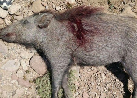 کشف و ضبط لاشه یک رأس گراز وحشی از متخلفین شکار در پاوه