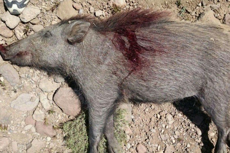 کشف و ضبط لاشه یک رأس گراز وحشی از متخلفین شکار در پاوه