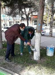 آغاز به کار عملیات اندودکاری درختان شهر کرمانشاه