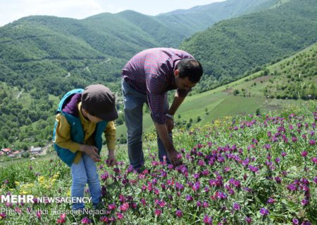بهره برداری بی رویه و غیراصولی زمینه ساز از بین رفتن گیاهان دارویی