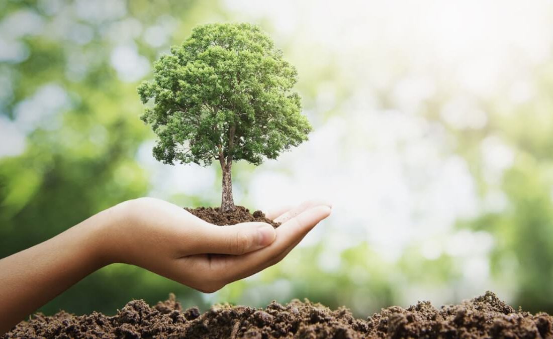 کاشت ۳۰۰ هزار اصله نهال در کرمانشاه در هفته منابع طبیعی