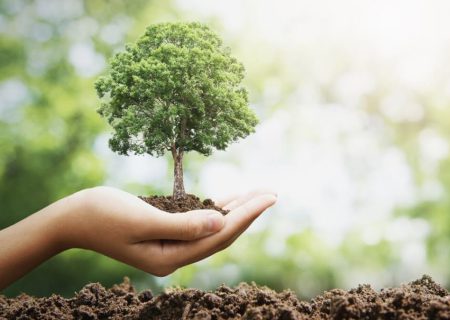 کاشت ۳۰۰ هزار اصله نهال در کرمانشاه در هفته منابع طبیعی