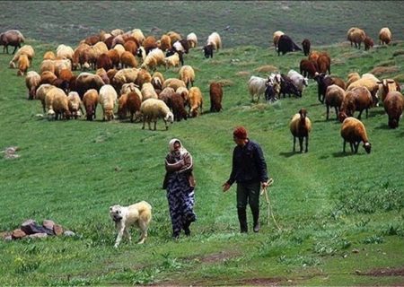 ورود دام‌ عشایر به مراتع ییلاقی کرمانشاه تا ۱۵ اردیبهشت ممنوع است