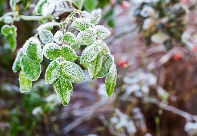 سرمای بهاره به بیش از ۲۹۴ هزار هکتار از اراضی زراعی و باغی کرمانشاه خسارت زد