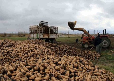 پیش بینی برداشت ۸۰هزار تن چغندرقند پاییزه ازمزارع گرمسیری کرمانشاه