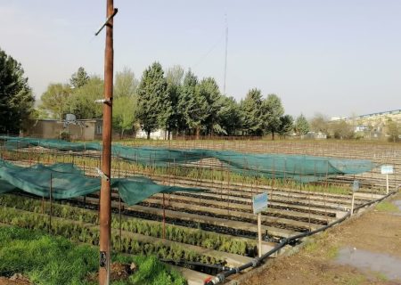 تولید ۵ میلیون اصله نهال در استان کرمانشاه