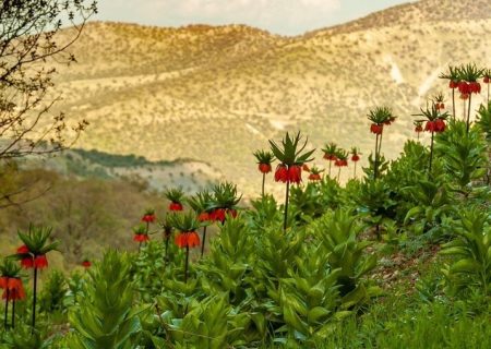مراقب “لاله واژگون” باشیم