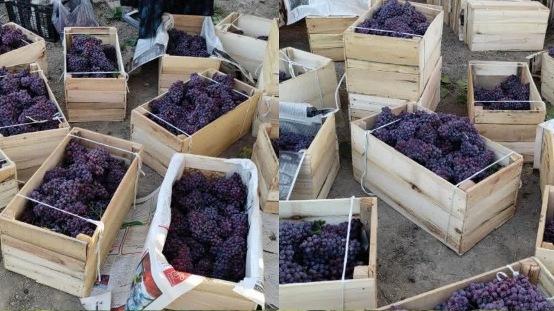 آغاز برداشت انگور یاقوتی از باغات شهرستان سرپلذهاب