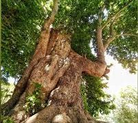 جشن تولد ۶۰۲ سالگی درخت رحمت کرمانشاه
