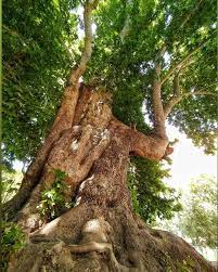 جشن تولد ۶۰۲ سالگی درخت رحمت کرمانشاه