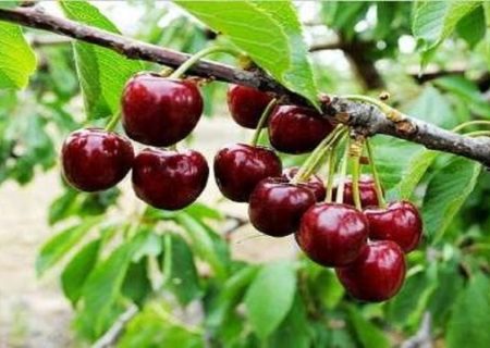 به‌دنبال ثبت صحنه به عنوان شهر ملی گیلاس و عسل هستیم