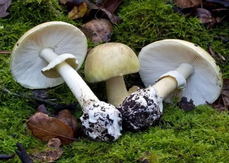 کرمانشاه رتبه سوم کشور در مسمومیت با قارچ‌ سمی