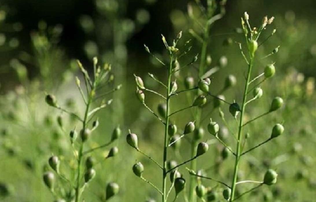 پیش‌بینی برداشت ۸۰۰ تن کاملینا در کنگاور