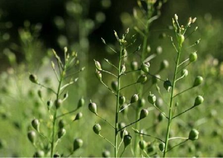 پیش‌بینی برداشت ۸۰۰ تن کاملینا در کنگاور