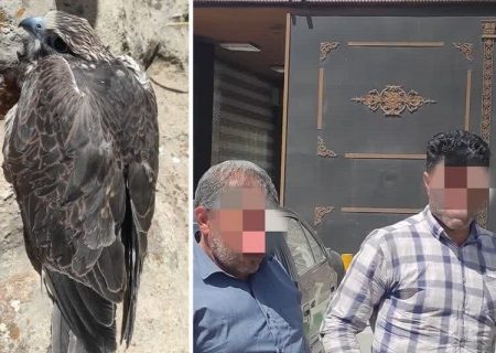 کشف و ضبط ۲ بهله پرنده شکاری از قاچاقچیان در کرمانشاه