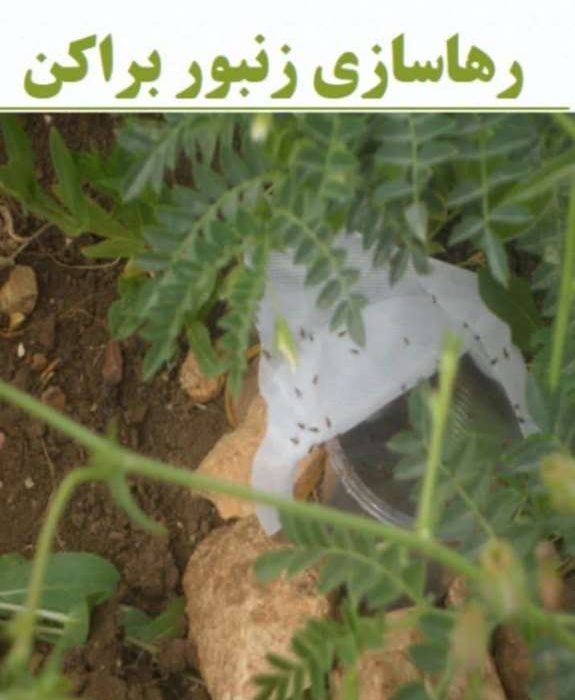 هم اکنون زمان مبارزه بیولوژیک با کرم پیله‌خوار نخود است
