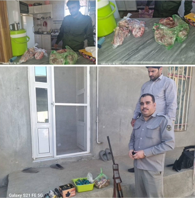 کشف و ضبط ۱۲ کیلوگرم گوشت کل وحشی شکار شده از شکارچی غیر مجاز شهرستان صحنه