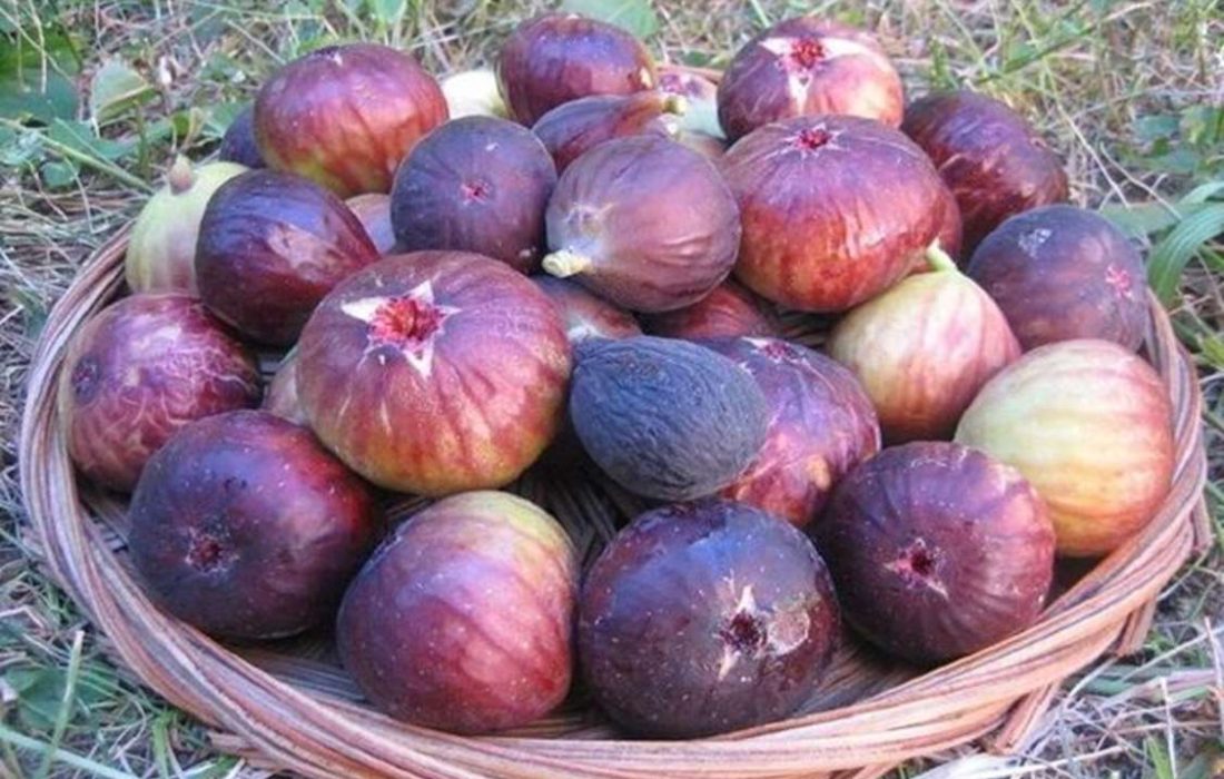 برآورد تولید ۹هزار تن انجیر در استان کرمانشاه