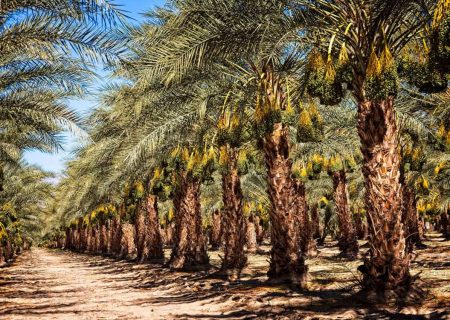 پیش‌بینی تولید ۳۵۰۰ تن «خرما» در کرمانشاه