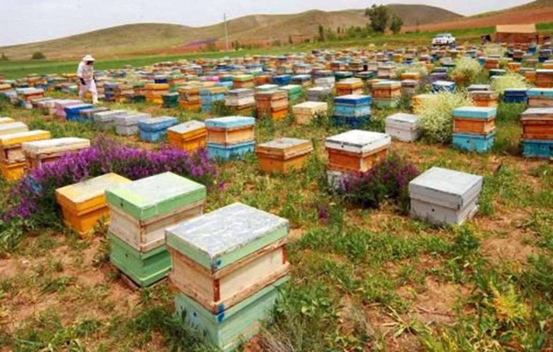 آغازسرشماری از زنبورستانهای استان کرمانشاه