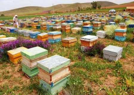 آغازسرشماری از زنبورستانهای استان کرمانشاه
