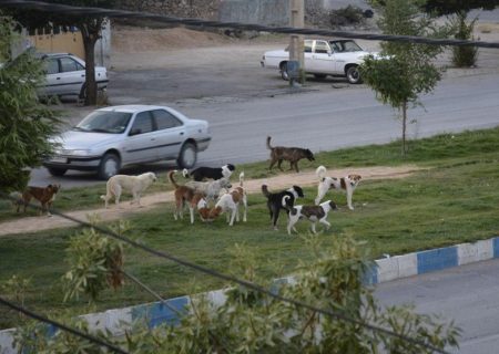 جولان سگ‌های ولگرد از حاشیه تا مرکز کلانشهر کرمانشاه