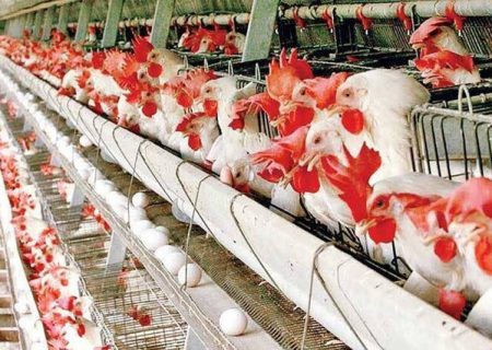 تنها نیمی از نیاز سالانه تخم‌مرغ کرمانشاه در استان تولید می‌شود