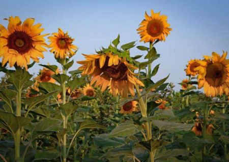 آغاز برداشت تخمه آجیلی از مزارع کشاورزی شهرستان سنقروکلیایی