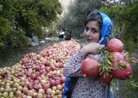 جشنواره بزرگ انار پاوه برگزار می‌شود