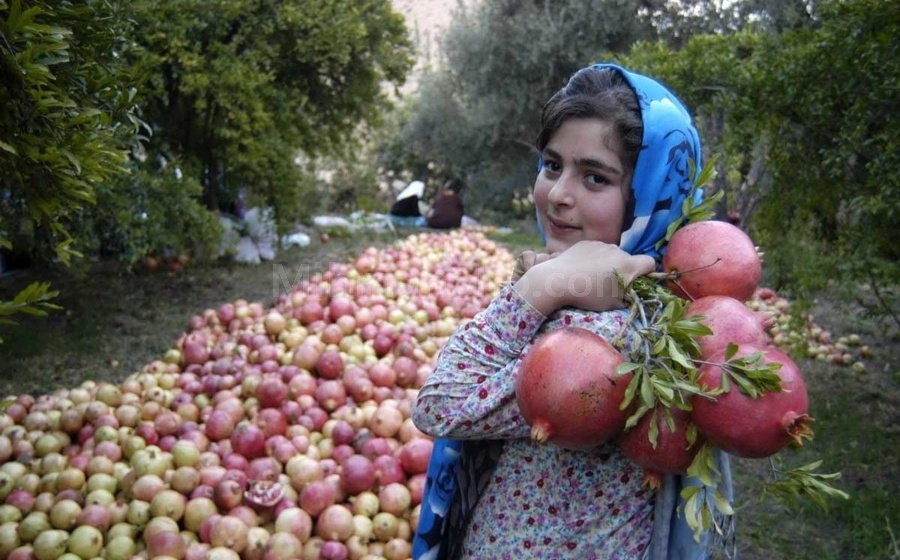 جشنواره بزرگ انار پاوه برگزار می‌شود