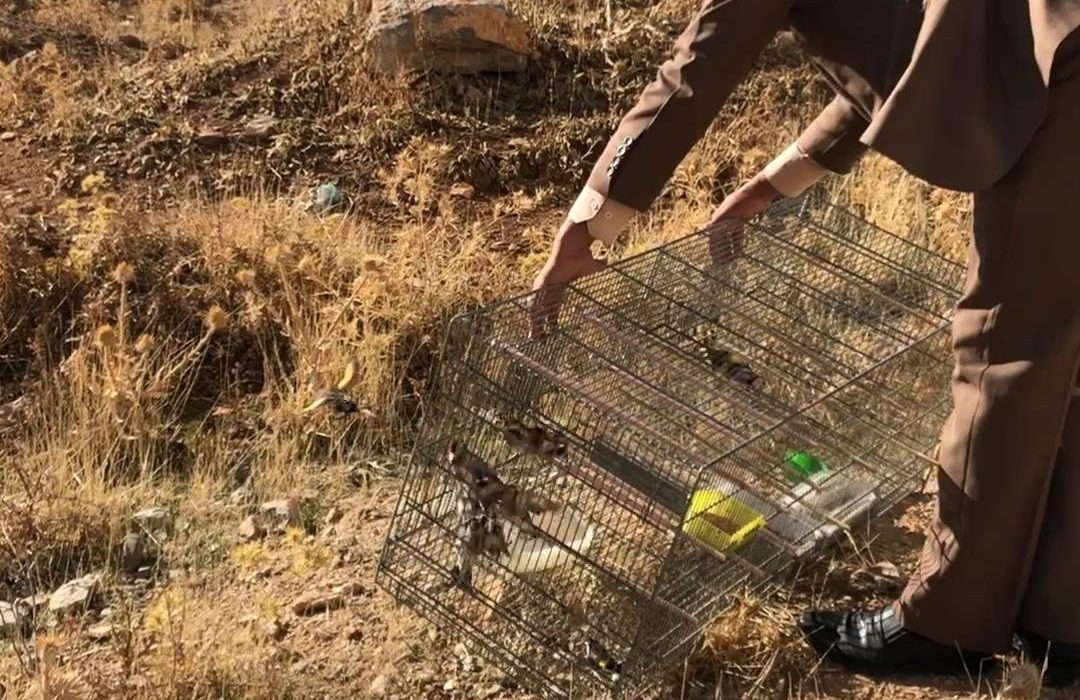 بازگشت ۲۱ قطعه سهره طلایی به آغوش طبیعت در کرمانشاه