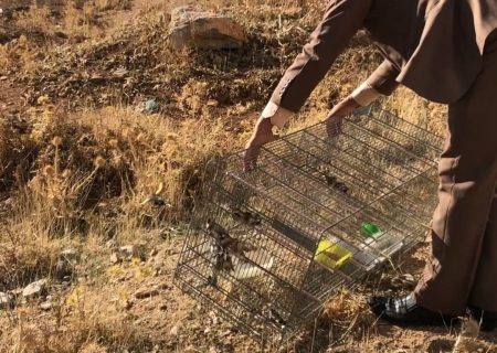 بازگشت ۲۱ قطعه سهره طلایی به آغوش طبیعت در کرمانشاه