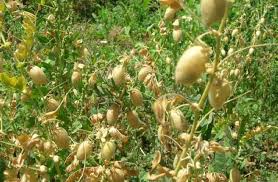 رشد ۸درصدی کشت پاییزه نخود در استان
