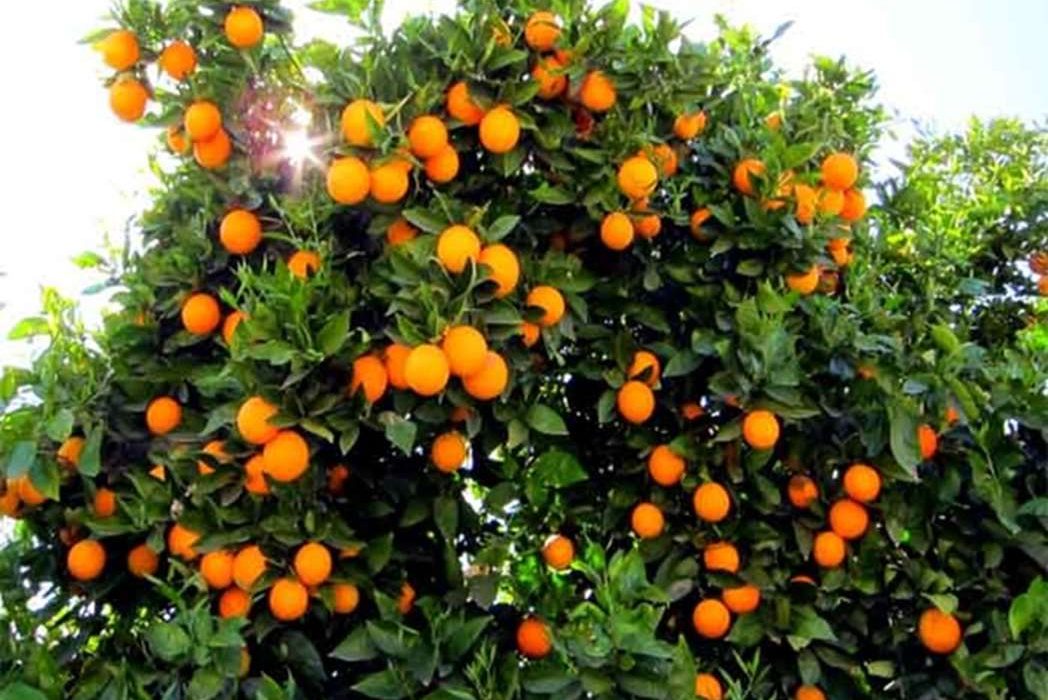برداشت ۹ هزار تن میوه از باغات مرکبات قصرشیرین