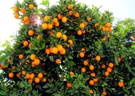 برداشت ۹ هزار تن میوه از باغات مرکبات قصرشیرین